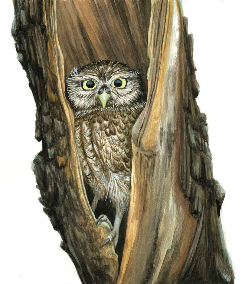 Zeichnung in Aquarell für das Buch Die Bremer Stadtmusikanten, Eule im Baumstumpf schaut durch einen Spalt den Betrachter an.