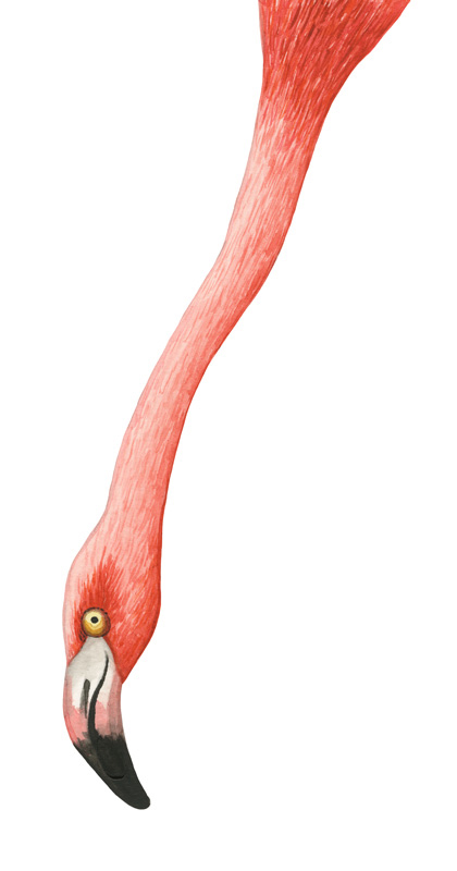 Zeichnung in Aquarell, rosafarbender Flamingo der neugierig in das Bildmotiv hereinschaut