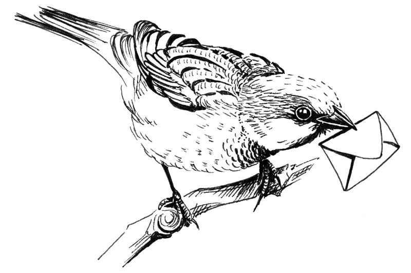 Vogel-Zeichnung © Mary Adler