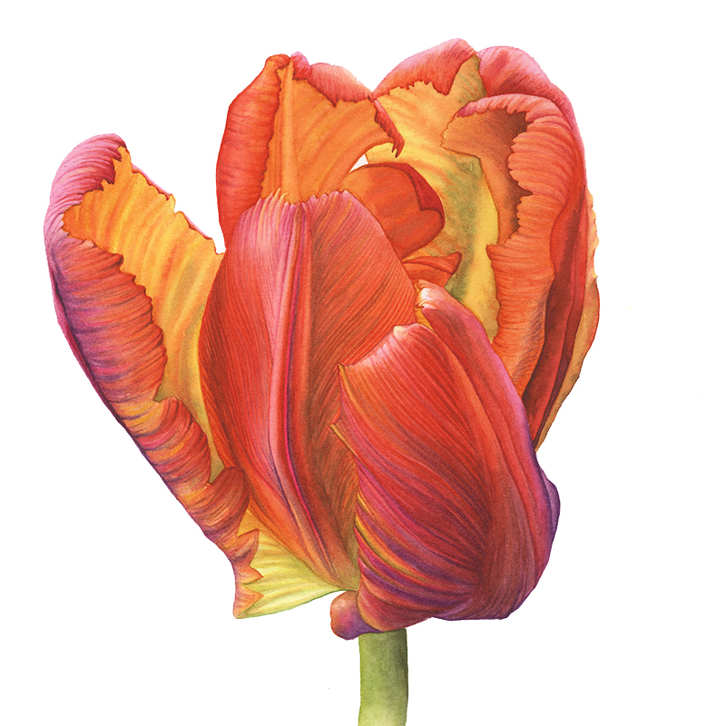 Tulpen-Portrait von Mary Adler