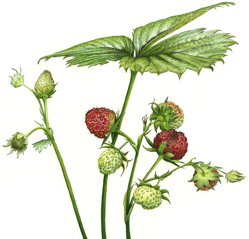 Zeichnung in Aquarell, reife und unreife Erdbeeren mit Blättern