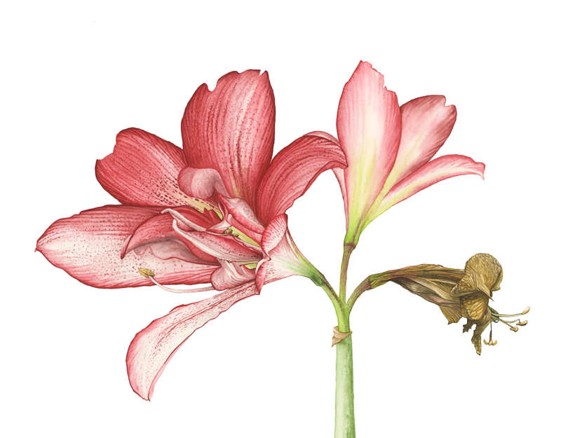 Ein Ritterstern, der Familie Amaryllisgewächse mit komplett geöffneter Blüte in weiß, pink und rot mit roten Sprenkeln, Tupfern und einer verblühten, abgetrockneten Blüte in braun und beige. Botanische Zeichnung in Aquarell.