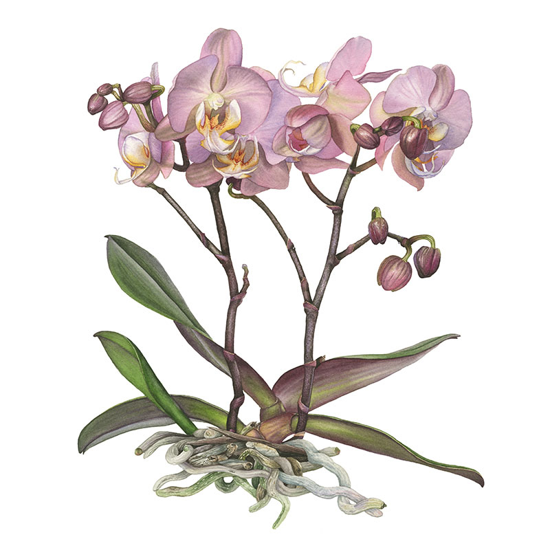Orchidee Phalaenopsis Tablo Pink, Schmetterlingsorchidee, Zeichnung in Aquarell