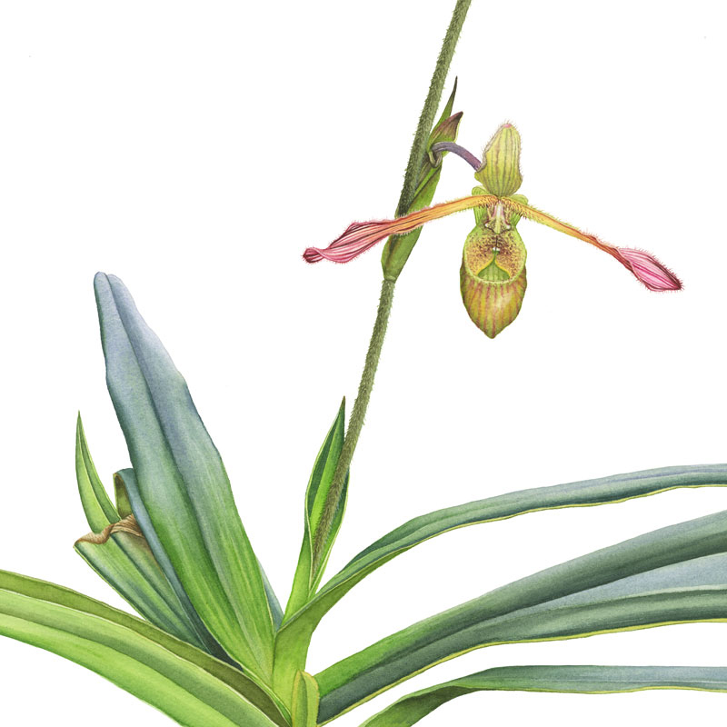 Orchidee Phragmipedium Sargentinium, Frauenschuh, Zeichnung in Aquarell