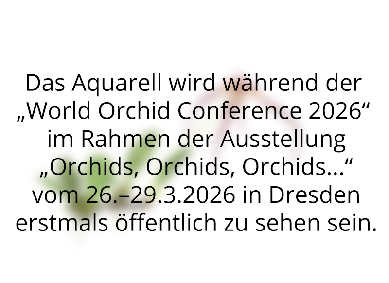 Orchidee Bulbophyllum wendlandianum, exotische Orchidee mit Bulben, Zeichnung in Aquarell