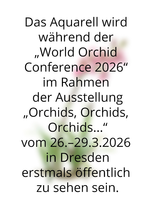 Kap Orchidee, Disa uniflora Hybrid, exotische Orchidee, Zeichnung in Aquarell