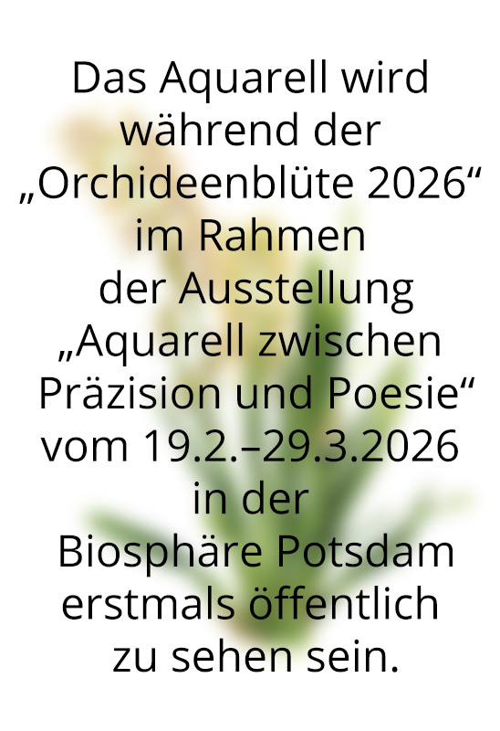 Orchidee, Cambria, exotische Orchidee, gelb, Zeichnung in Aquarell